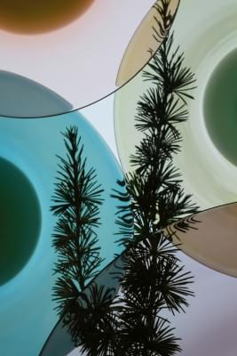 Transparences éphémères - Cèdre du Liban 3.jpg